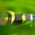 An Introduction to Epiplatys Killifish: A Hardy and Beautiful Species An Introduction to Epiplatys Killifish: A Hardy and Beautiful Species