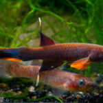 Aphyosemion Breeding: How to Successfully Hatch Their Eggs