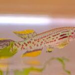 Aphyosemion Conservation: Protecting Wild Populations