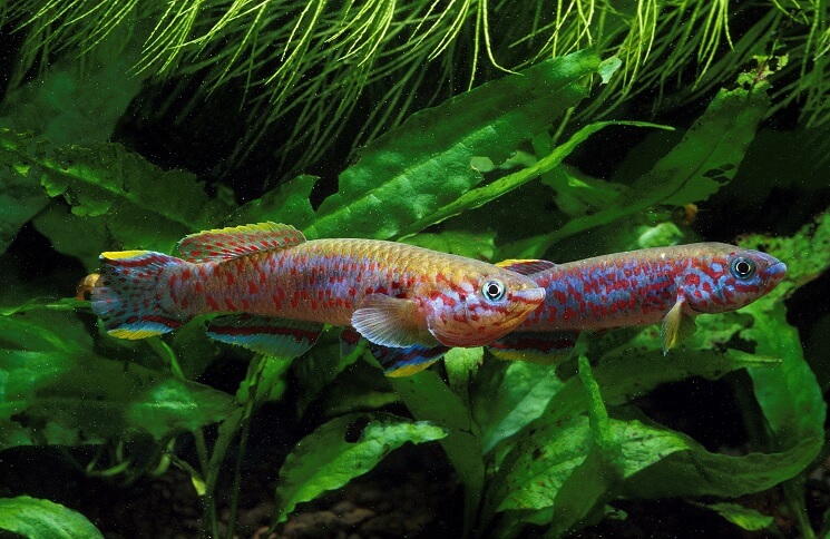 Aphyosemion Feeding Habits and Best Diets
