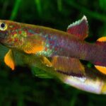 Aphyosemion Feeding Habits and Best Diets