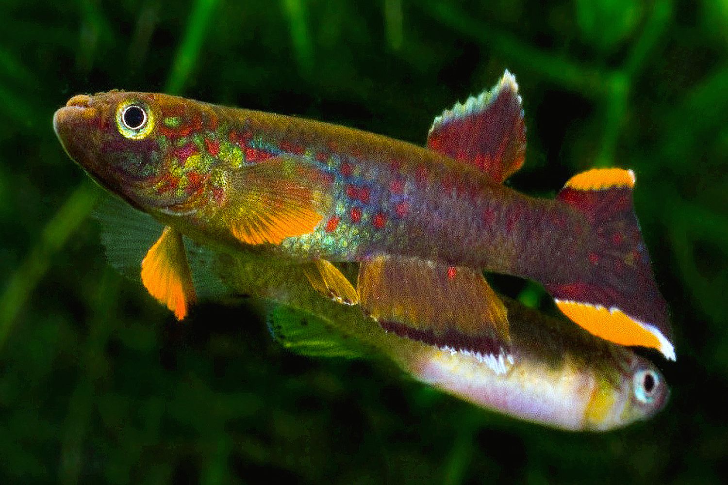 Aphyosemion Feeding Habits and Best Diets