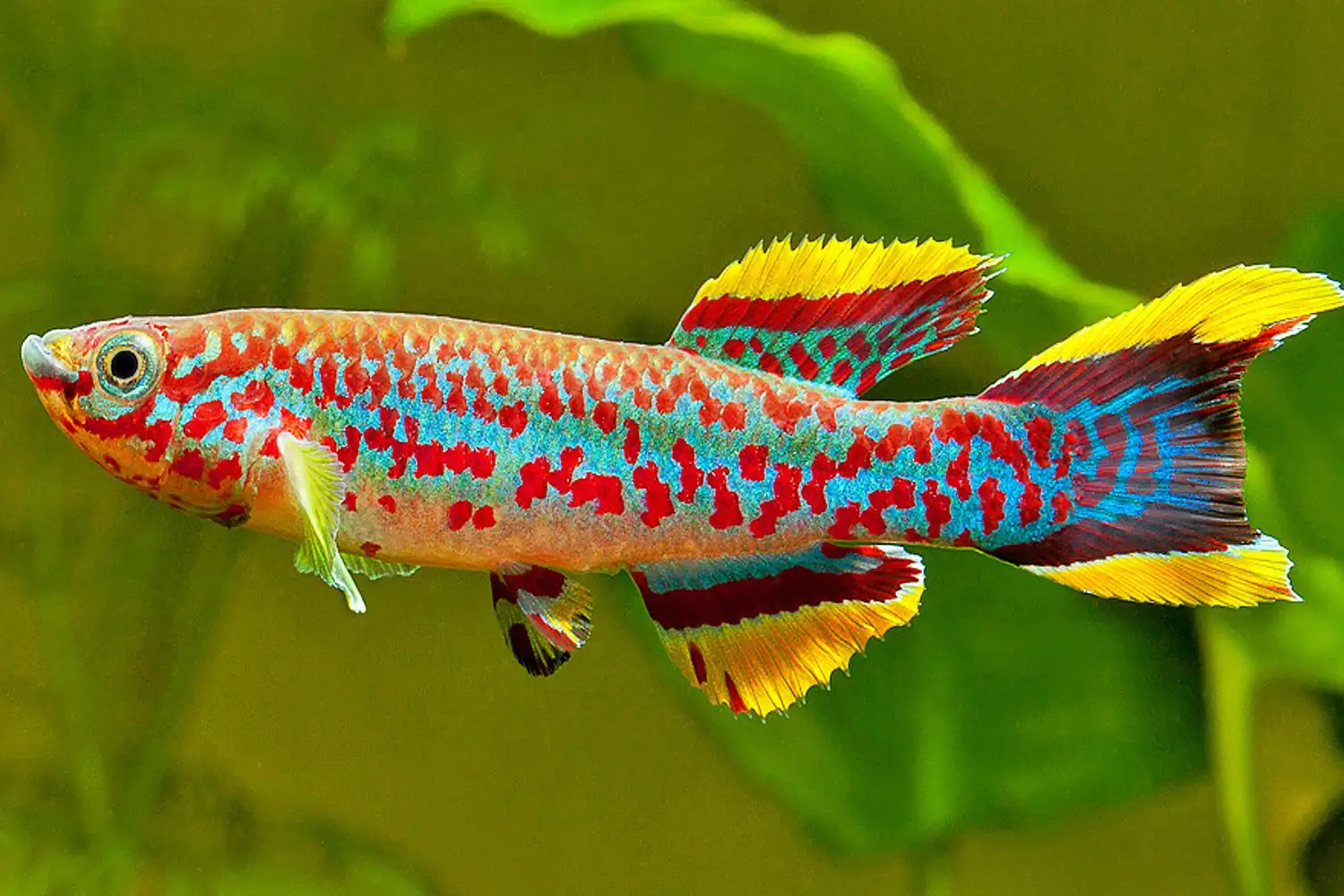 Aphyosemion Killifish: A Guide to This Stunning Fish Genus