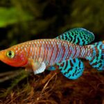 Aphyosemion Species Care Tips for Beginners
