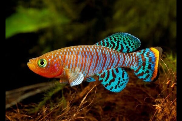 Aphyosemion Species Care Tips for Beginners