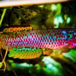 Aphyosemion Species Guide: Everything You Need to Know Aphyosemion Species Guide: Everything You Need to Know