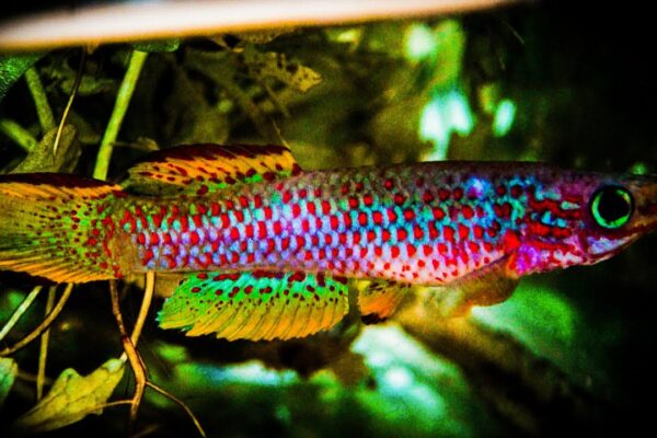 Aphyosemion Species Guide: Everything You Need to Know