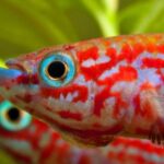 Aphyosemion Species: How to Spot Health Issues