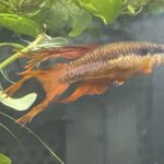 Aphyosemion Species The Best Breeding Tips