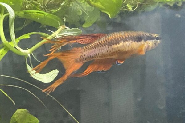 Aphyosemion Species The Best Breeding Tips