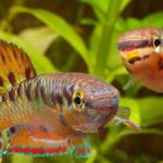 Aphyosemion Species and Their Color Variations