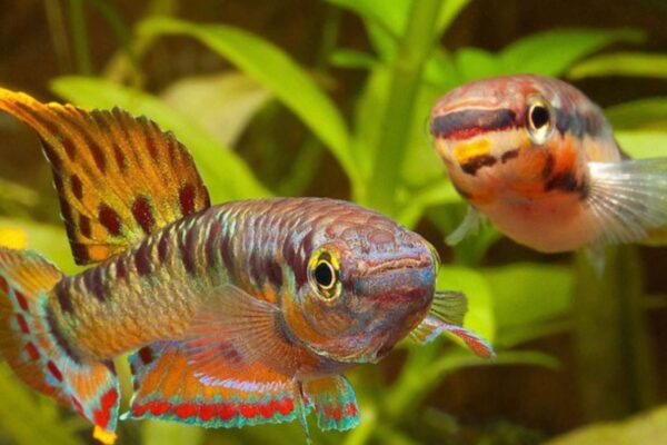 Aphyosemion Species and Their Color Variations