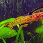 Best Diet for Aphyosemion Species Best Diet for Aphyosemion Species