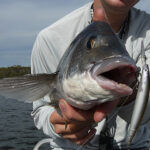 Best Editing Techniques for Enhancing Fish Photos