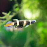 Best Epiplatys Species for Beginners