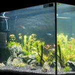 Best Filtration Systems for Killifish Tanks Best Filtration Systems for Killifish Tanks