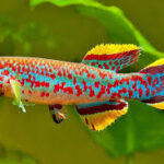 Best Tank Mates for Aphyosemion Killifish Best Tank Mates for Aphyosemion Killifish