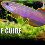 Breeding Aphyosemion Killifish: A Complete Guide Breeding Aphyosemion Killifish: A Complete Guide