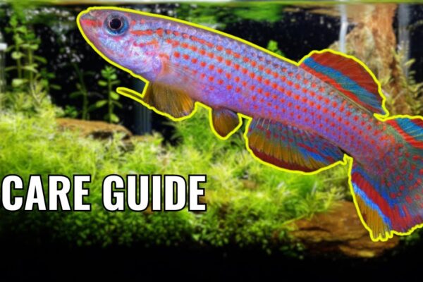 Breeding Aphyosemion Killifish: A Complete Guide