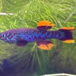 Breeding Killifish: A Step-by-Step Guide Breeding Killifish: A Step-by-Step Guide