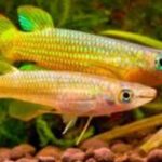 Breeding Killifish: What You Should Know
