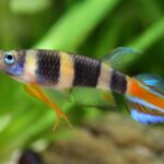 Common Diseases in Epiplatys and How to Treat Them Common Diseases in Epiplatys and How to Treat Them