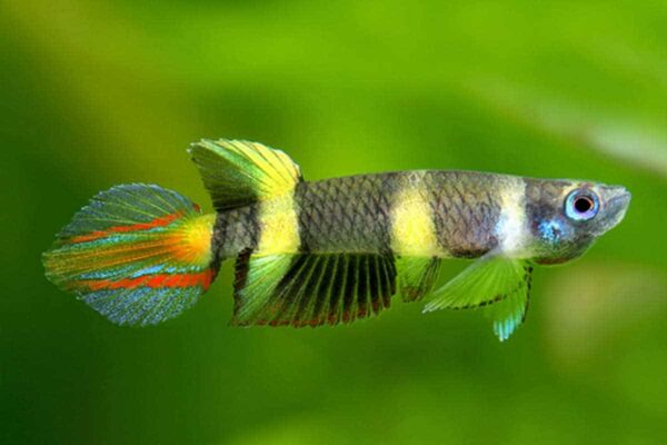 Common Epiplatys Diseases and How to Prevent Them