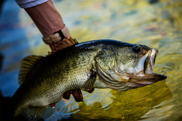 Common Fish Photography Mistakes and How to Fix Them