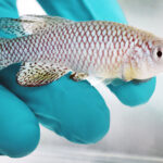 Common Killifish Diseases and How to Treat Them