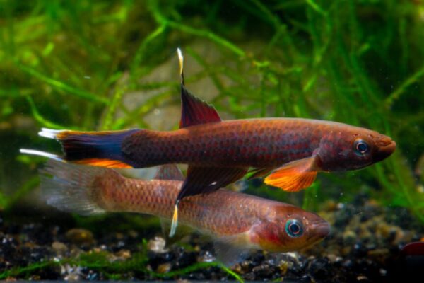 Common Myths About Aphyosemion Species