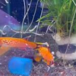 Creating the Ideal Tank Environment for Aphyosemion Killifish Creating the Ideal Tank Environment for Aphyosemion Killifish