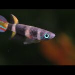 Epiplatys Killifish A Beginner’s Care Guide