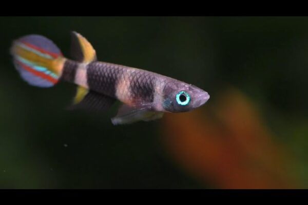 Epiplatys Killifish A Beginner’s Care Guide