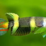 Epiplatys Species: The Best Tank Setup Epiplatys Species The Best Tank Setup.