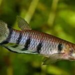 Epiplatys Species: Water Parameters You Must Know