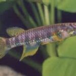 Epiplatys in the Wild: Understanding Their Natural Habitat Epiplatys in the Wild: Understanding Their Natural Habitat