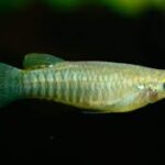 Epiplatys vs. Aphyosemion: Key Differences Between These Genera