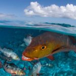 Fish Photography Creating Stunning Underwater Shots