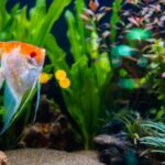 Fish Photography: Working with Aquarium Tanks Fish Photography: Working with Aquarium Tanks