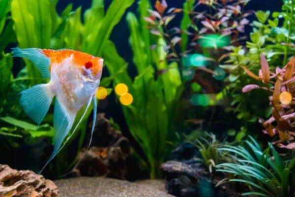 Fish Photography: Working with Aquarium Tanks