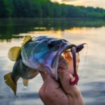 Freshwater vs. Saltwater Fishing: Key Differences and Tips