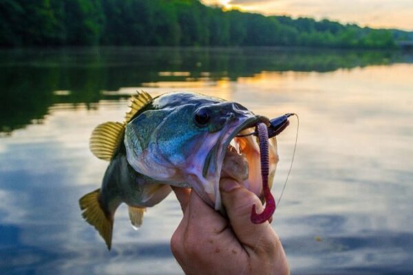 Freshwater vs. Saltwater Fishing: Key Differences and Tips