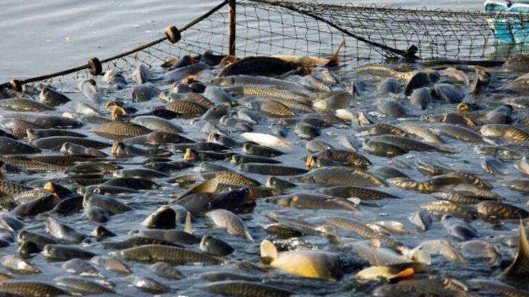 How Fishing Affects Local Ecosystems