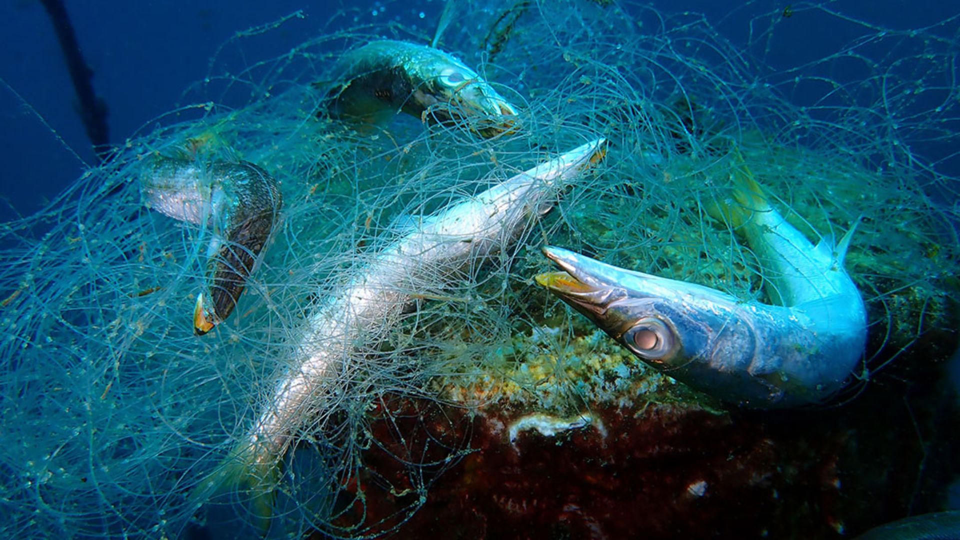 How Fishing Affects Local Ecosystems
