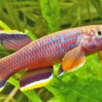 How Long Do Aphyosemion Species Live? How Long Do Aphyosemion Species Live?