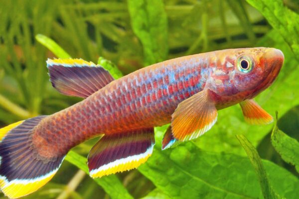 How Long Do Aphyosemion Species Live?