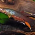 How to Breed Aphyosemion Species Successfully