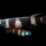 How to Breed Epiplatys Killifish Successfully