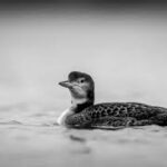 How to Build a Portfolio as a Fish Photographer How to Build a Portfolio as a Fish Photographer