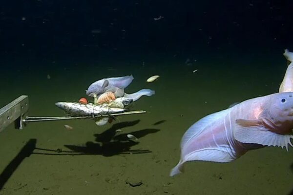 How to Capture Fish Behavior on Camera